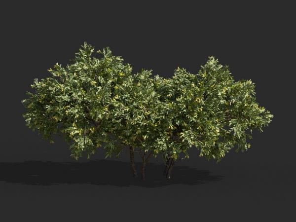 Bush 3D Model